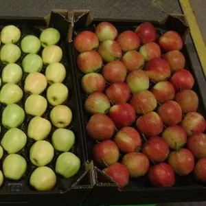 Оптовые поставки польского яблока