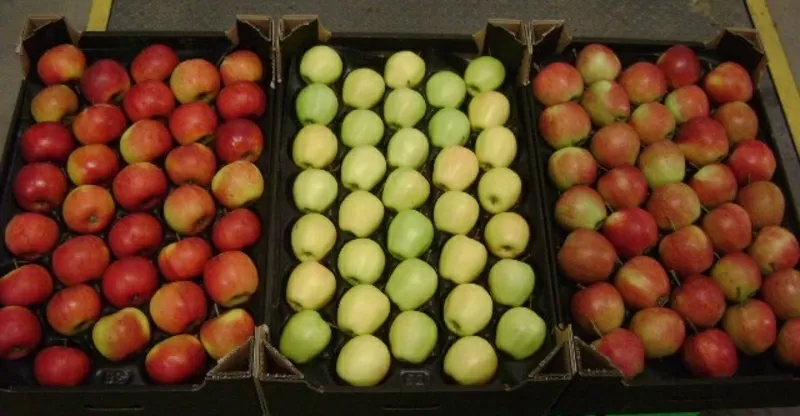 Оптовые поставки польского яблока